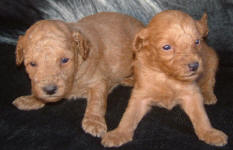 Red Schnoodle Puppies