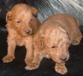 Red Schnoodle Puppies