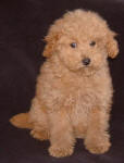 Red Schnoodle Puppies