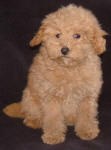 Red Schnoodle Puppies