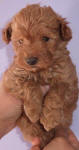 Red Schnoodle Puppies