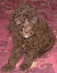 Chocolate Schnoodle Puppies