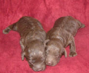 Chocolate Schnoodle Puppies