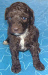 Chocolate Schnoodle Puppies