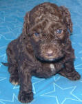 Chocolate Schnoodle Puppies