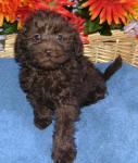 Chocolate Schnoodle Puppies