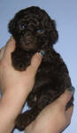 Chocolate Schnoodle Puppies