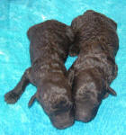 Chocolate Schnoodle Puppies