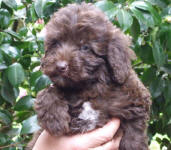 Chocolate Schnoodle Puppies