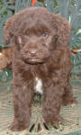 Chocolate Schnoodle Puppies