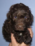 Chocolate Schnoodle Puppies