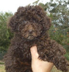 Chocolate Schnoodle Puppies