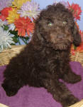 Chocolate Schnoodle Puppies