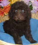 Chocolate Schnoodle Puppies