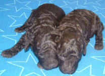 Chocolate Schnoodle Puppies