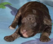 Chocolate Schnoodle Puppies