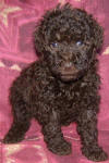 Chocolate Schnoodle Puppies