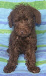 Chocolate Schnoodle Puppies