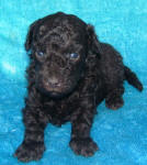 Chocolate Schnoodle Puppies