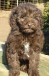 Chocolate Schnoodle Puppies