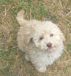 White and Cream Schnoodle Puppies