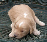 White and Cream Schnoodle Puppies