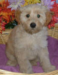 White and Cream Schnoodle Puppies