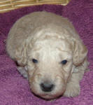 White and Cream Schnoodle Puppies