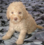 White and Cream Schnoodle Puppies