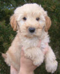 White and Cream Schnoodle Puppies