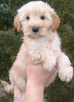 White and Cream Schnoodle Puppies