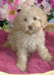 White and Cream Schnoodle Puppies