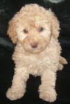 White and Cream Schnoodle Puppies