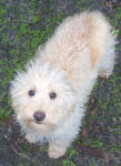 White and Cream Schnoodle Puppies