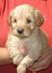 White and Cream Schnoodle Puppies