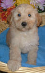 White and Cream Schnoodle Puppies