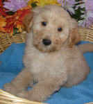 White and Cream Schnoodle Puppies