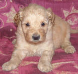 White and Cream Schnoodle Puppies