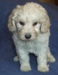 White and Cream Schnoodle Puppies