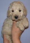 White and Cream Schnoodle Puppies