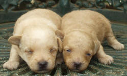 White and Cream Schnoodle Puppies