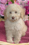 White and Cream Schnoodle Puppies