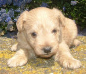 White and Cream Schnoodle Puppies