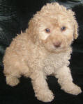 White and Cream Schnoodle Puppies