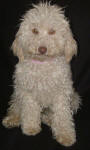 White and Cream Schnoodle Puppies