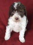 Parti Schnoodle Puppies, Chocolate and White