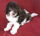 Parti Schnoodle Puppies, Chocolate and White