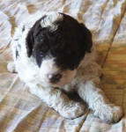 Parti Schnoodle Puppies, Chocolate and White