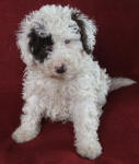 Parti Schnoodle Puppies, Chocolate and White