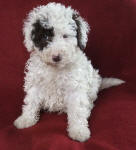 Parti Schnoodle Puppies, Chocolate and White